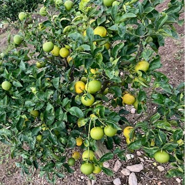 木に黄緑 黄色たくさん正方形図1